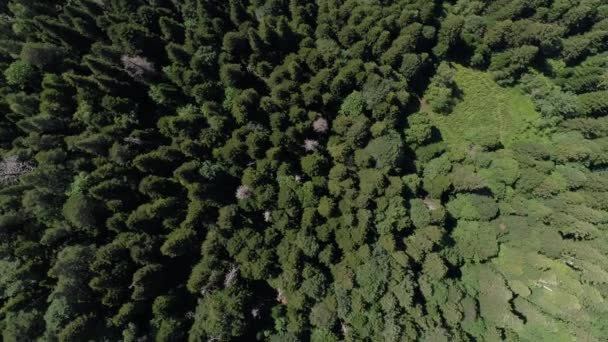 Aerial photography, green forest and trees. — Stock Video