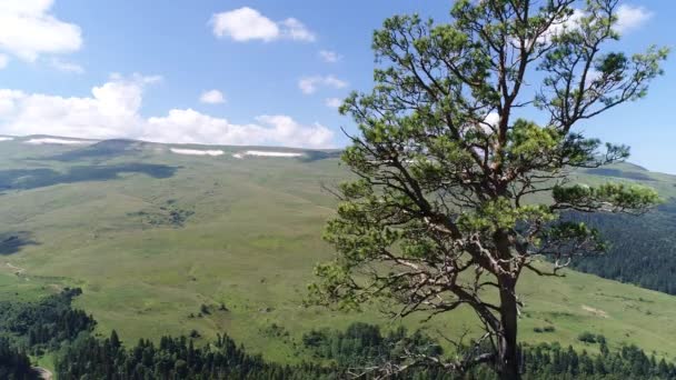 Luchtfotografie, groene boom, vallei, veld en heuvels. Prachtige panorama van de natuur. — Stockvideo