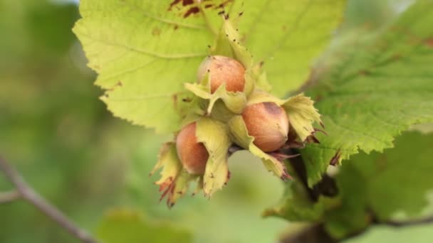 Орехи лесного ореха на дереве. Hazelnuts крупным планом . — стоковое видео
