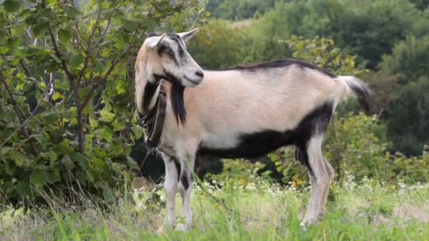 Een geit aan een ketting is grazen in het veld. — Stockvideo