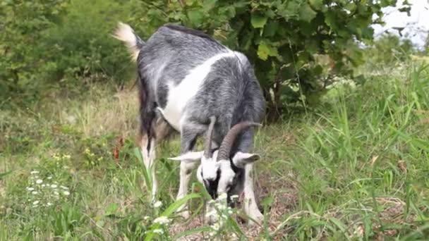 La chèvre paître dans le champ. La chèvre mange de l'herbe . — Video