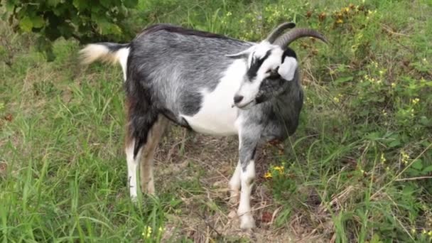 Une chèvre dans le champ mange de l'herbe .