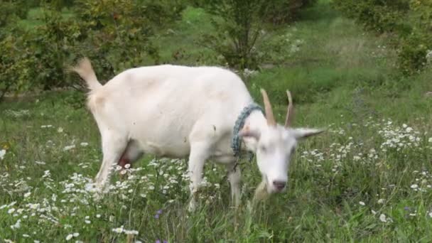 Eine weiße Ziege weidet auf dem Feld. die Ziege frisst Gras. — Stockvideo