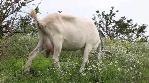 Eine Ziege auf dem Feld frisst Gras. Bauernhof, Rinder. — Stockvideo