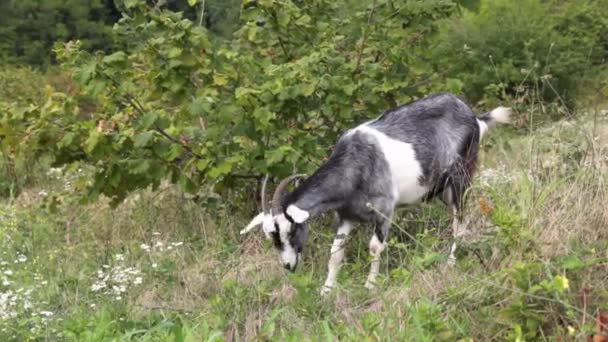 chèvre sur le pâturage mange de l'herbe. Ferme, bovins .