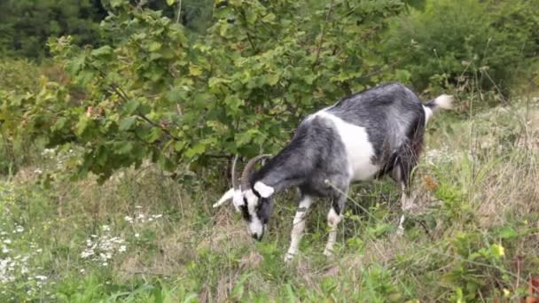 Goat on the pasture is eating grass. Farm, cattle. — Stock Video