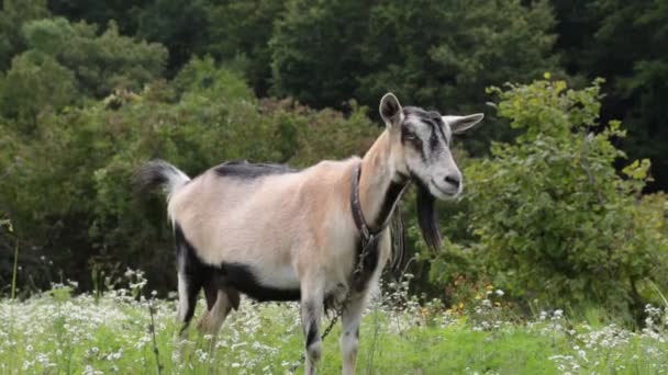 Ferme, bétail. Une chèvre dans le champ mange de l'herbe . — Video