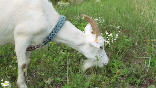 A cabra come erva. Uma cabra branca a pastar no campo . — Vídeo de Stock