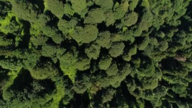 Havadan görünümü - ağaçlar ve yeşil orman.