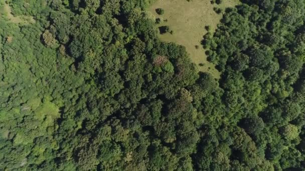 Vista aérea - bosque verde y campo. Hermosa naturaleza fondo . — Vídeo de stock