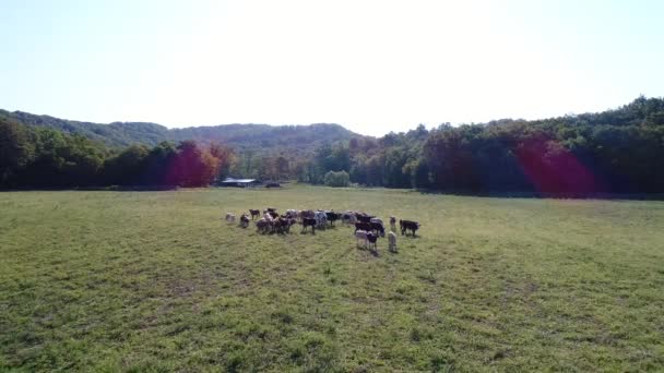 Kühe auf dem Feld, Bauernhof, Landwirtschaft. — Stockvideo