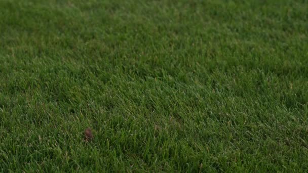 伝統的なサッカー ボールと緑の草. — ストック動画