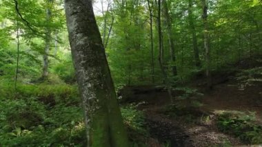 Vahşi yeşil orman, güzel doğası.