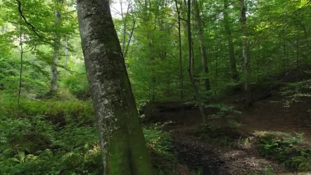 Bosque verde salvaje, hermosa naturaleza . — Vídeo de stock