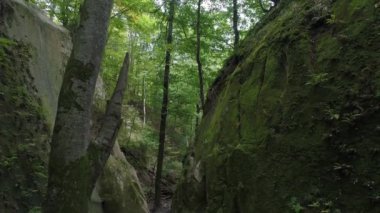 Orman ve ağaç, kaya, dağ gorge ya da mağara.