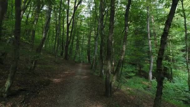 Schöner Wald, grüne Bäume, Waldweg. — Stockvideo