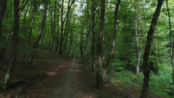 Vacker skog, gröna träd, skog spår. — Stockvideo