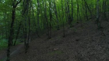 Yeşil ağaçlar, güzel vahşi orman, Doğa arka plan.