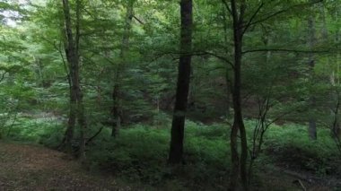 Ağaçlar, Doğa arka plan. Güzel yeşil orman.