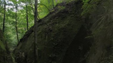 Güzel vahşi yeşil orman, ağaç ve kaya.