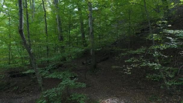 Prachtig groene bos. Bomen, natuur achtergrond. — Stockvideo