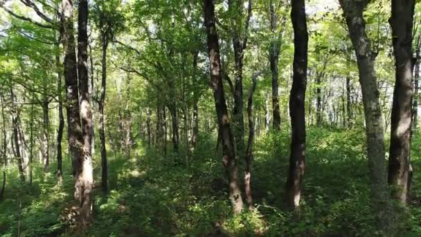 Schönen grünen wilden Wald. Bäume, Natur Hintergrund. — Stockvideo