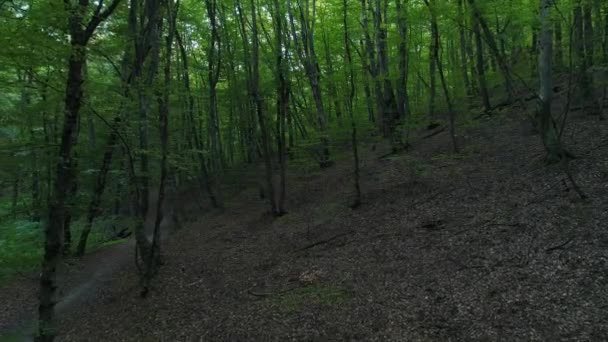 Arbres verts, belle forêt sauvage, arrière-plan nature .