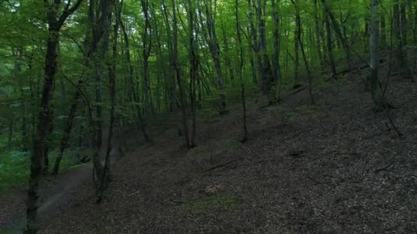 Árboles verdes, hermoso bosque salvaje, fondo de la naturaleza . — Vídeo de stock