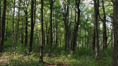 Yaz, yeşil vahşi orman, ağaç, güzel doğası.