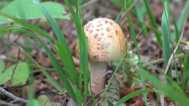 Cogumelo na floresta. Outono, cogumelos, toadstool . — Vídeo de Stock