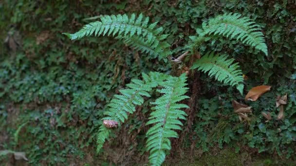 Green wild forest, nature background. Fern in the forest. — Stock Video