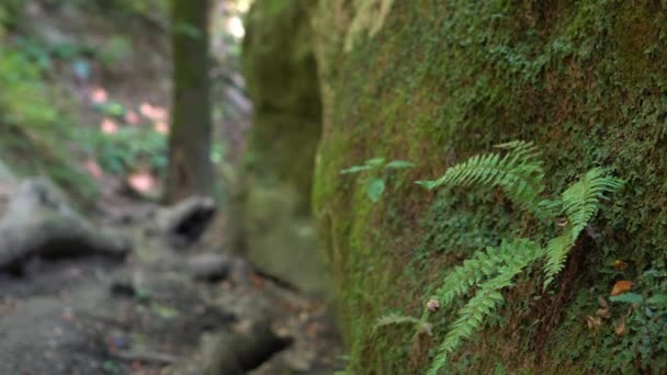 Farn im Wald. grüne wilde Wälder, Natur Hintergrund. — Stockvideo