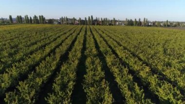 Meyve ağaçları, havadan görünümü Plantation. Orchard, çiftlik, tarım.
