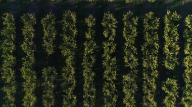 Orchard, çiftlik, tarım. Plantation meyve ağaçları, havadan görünümü.