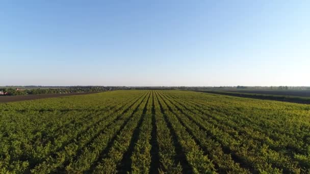 Plantation d'arbres fruitiers, vue aérienne . — Video