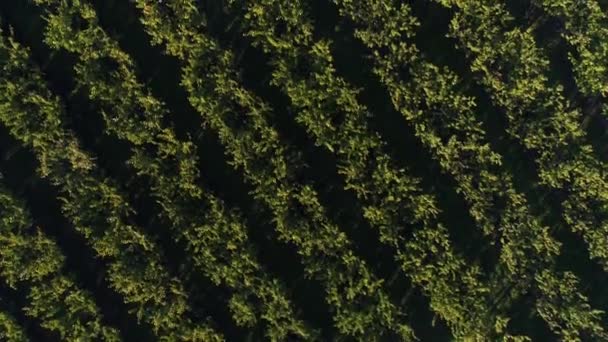 Flygfoto: plantering av fruktträd. Orchard, gård, jordbruk. — Stockvideo