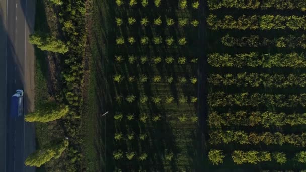 Bondgård, plantage, gröna fält. Orchard, frukt plantage. — Stockvideo