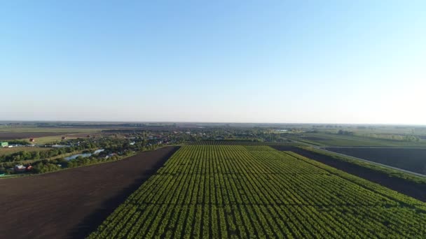 航空写真: 果樹のプランテーション。果樹園、農場. — ストック動画