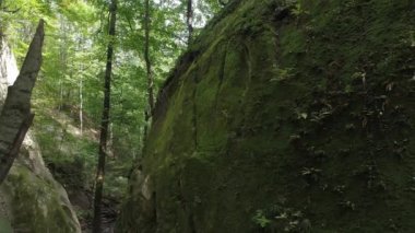 Yeşil yaprak döken orman, ağaç ve kaya.