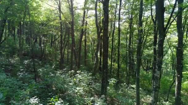 Belle forêt verte, soleil et arbres .