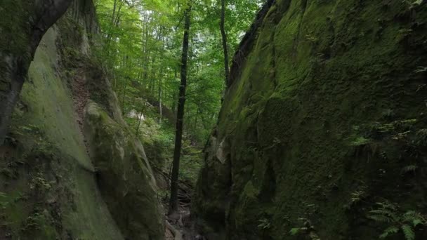 Grüne Bäume und Felsen im Wald. schöne Tierwelt. — Stockvideo