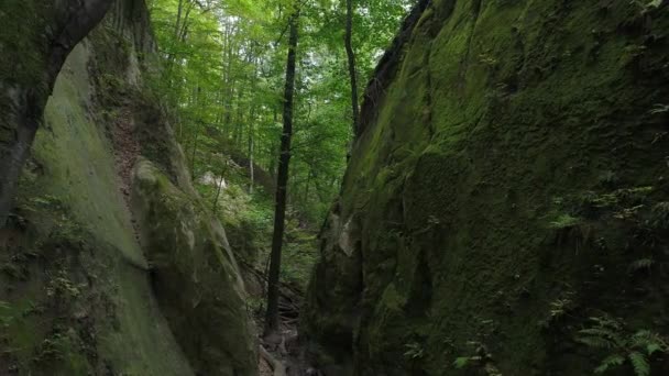 Green trees and rock in the forest. Beautiful wildlife. — Stock Video