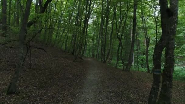 Trail bland träden i skogen. Vacker skog. — Stockvideo