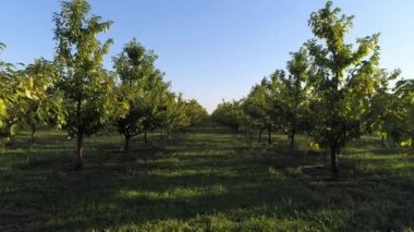 Meyve ağaçları, Bahçe. Ceviz Plantation. Çiftlik, tarım.