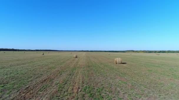 収穫、干し草フィールド。フィールドで干し草の山. — ストック動画