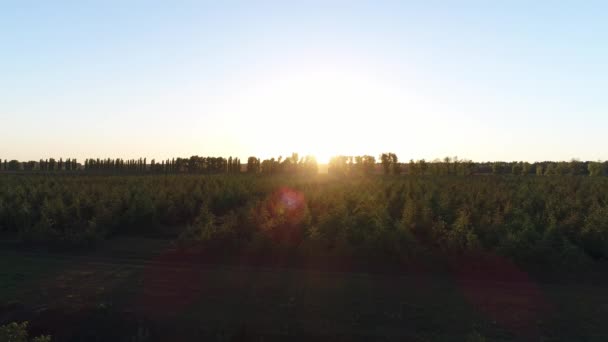 Dawn eller solnedgång på bakgrunden av träd. Jordbruk, fruktträdgårdar. — Stockvideo