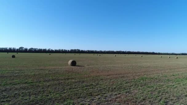 Haystack o rollo de heno en el campo. Agricultura, cosecha de heno . — Vídeos de Stock