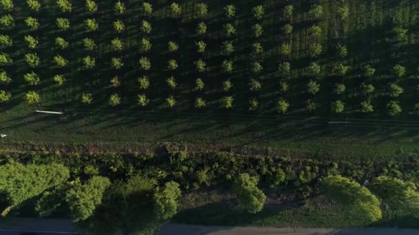 Boerderij, plantage van fruitbomen, luchtfoto. — Stockvideo