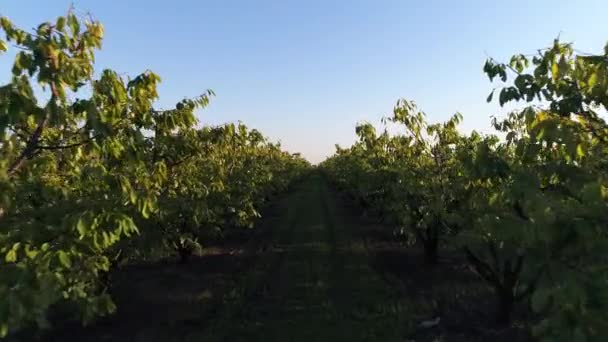 Plantation of walnut trees. Garden, farm and agriculture. — Stock Video