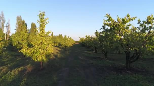 Tuin, boerderij en landbouw. Plantage van walnoot bomen. — Stockvideo